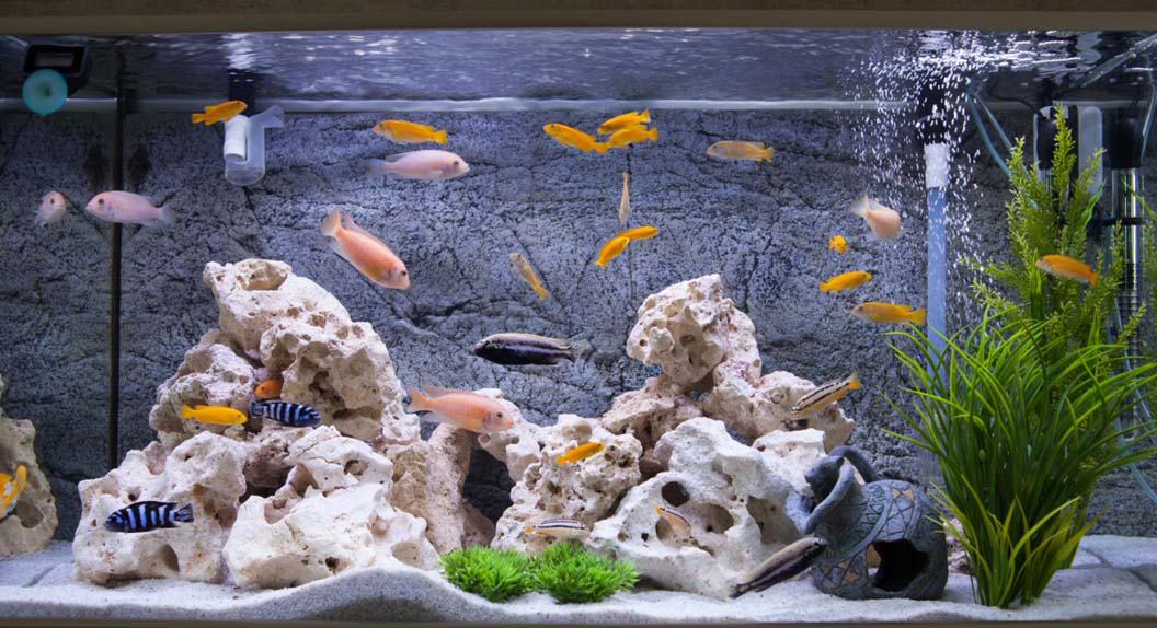 Get the Best Accessories To Beautify Your Fish Tank