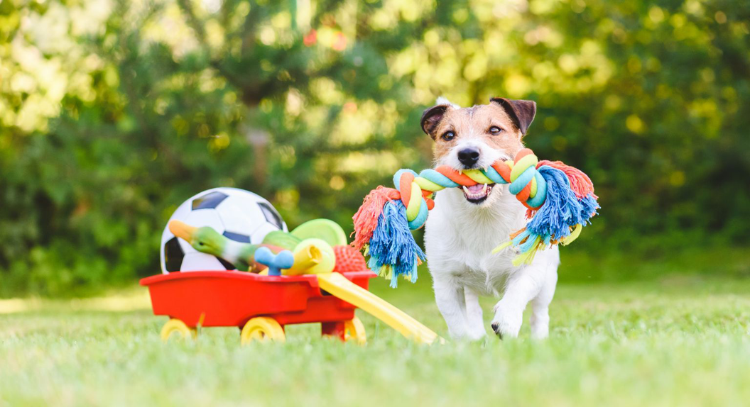 Dog Digging Toys: Engaging Playtime for Your Pup