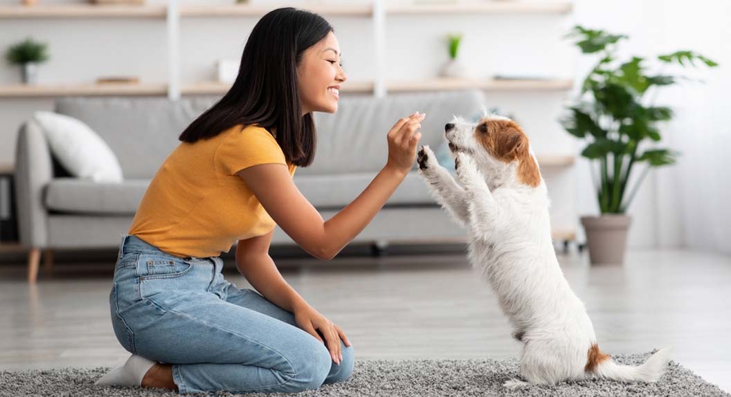 What Are The Health Benefits Of Having A Pet At Your Home | Sicons The Pet  Safari